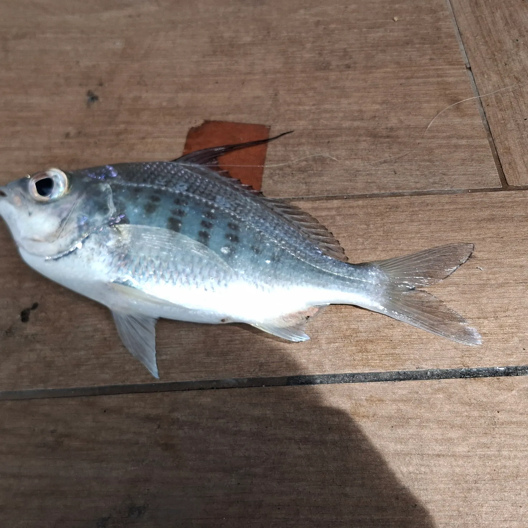 Fish caught on Fishbrain