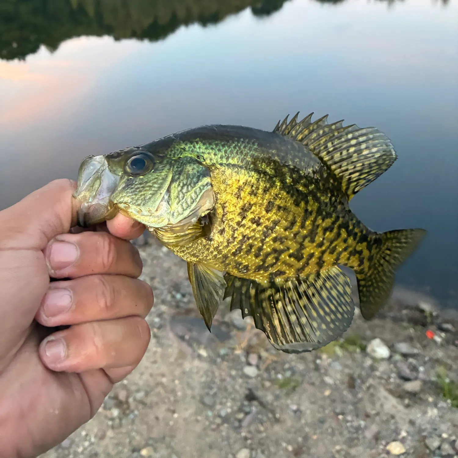 Black crappie caught on Fishbrain