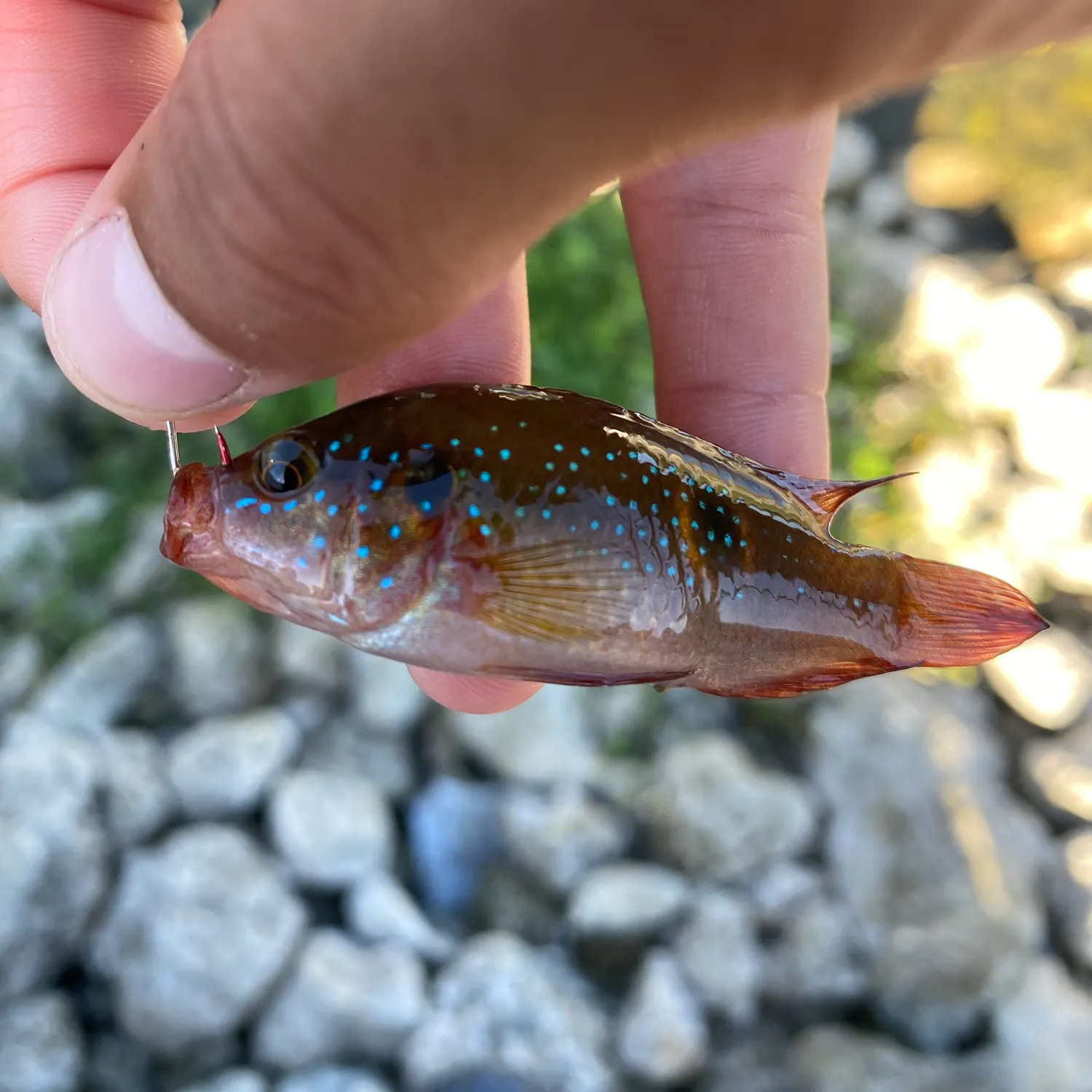 The most recent African Jewelfish catches on Fishbrain