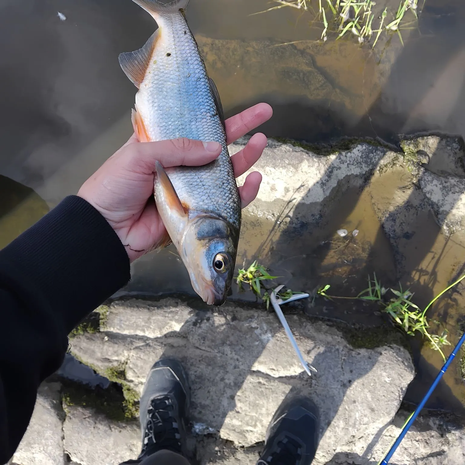 The most recent Vimba bream catches on Fishbrain