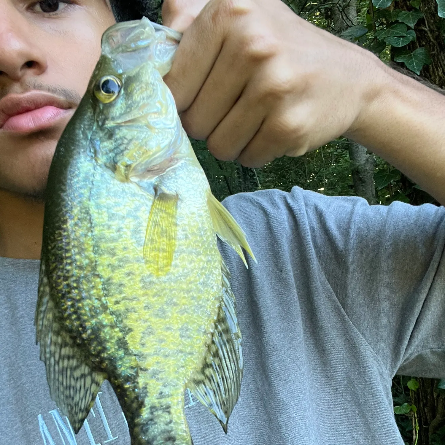 Black crappie caught on Fishbrain