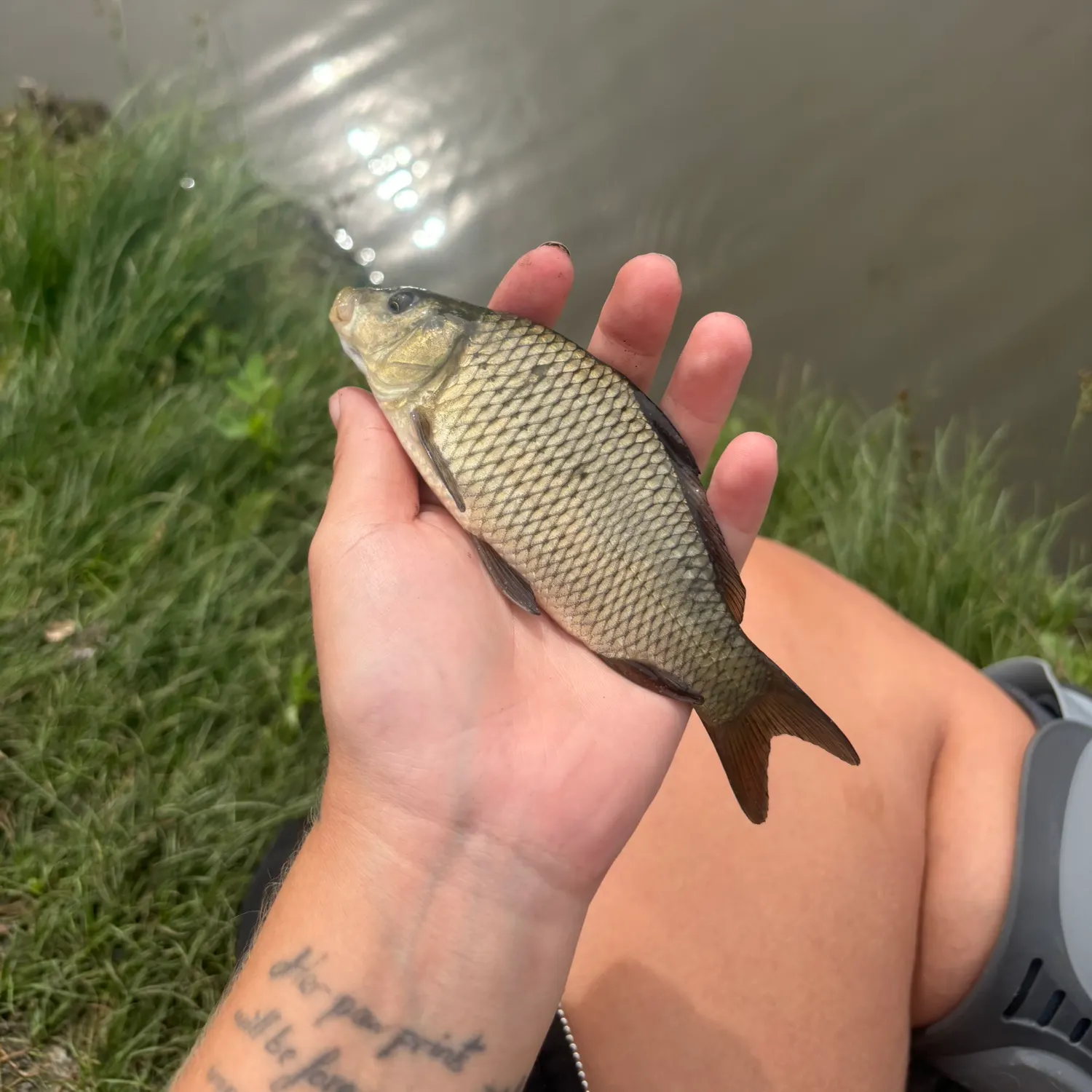Common carp caught on Fishbrain