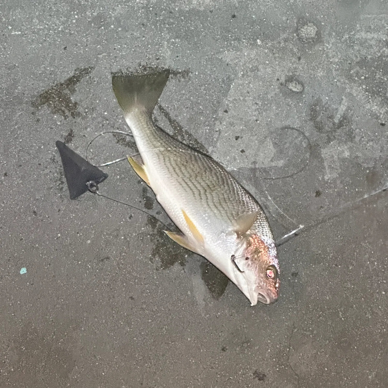 Yellowfin croaker caught on Fishbrain