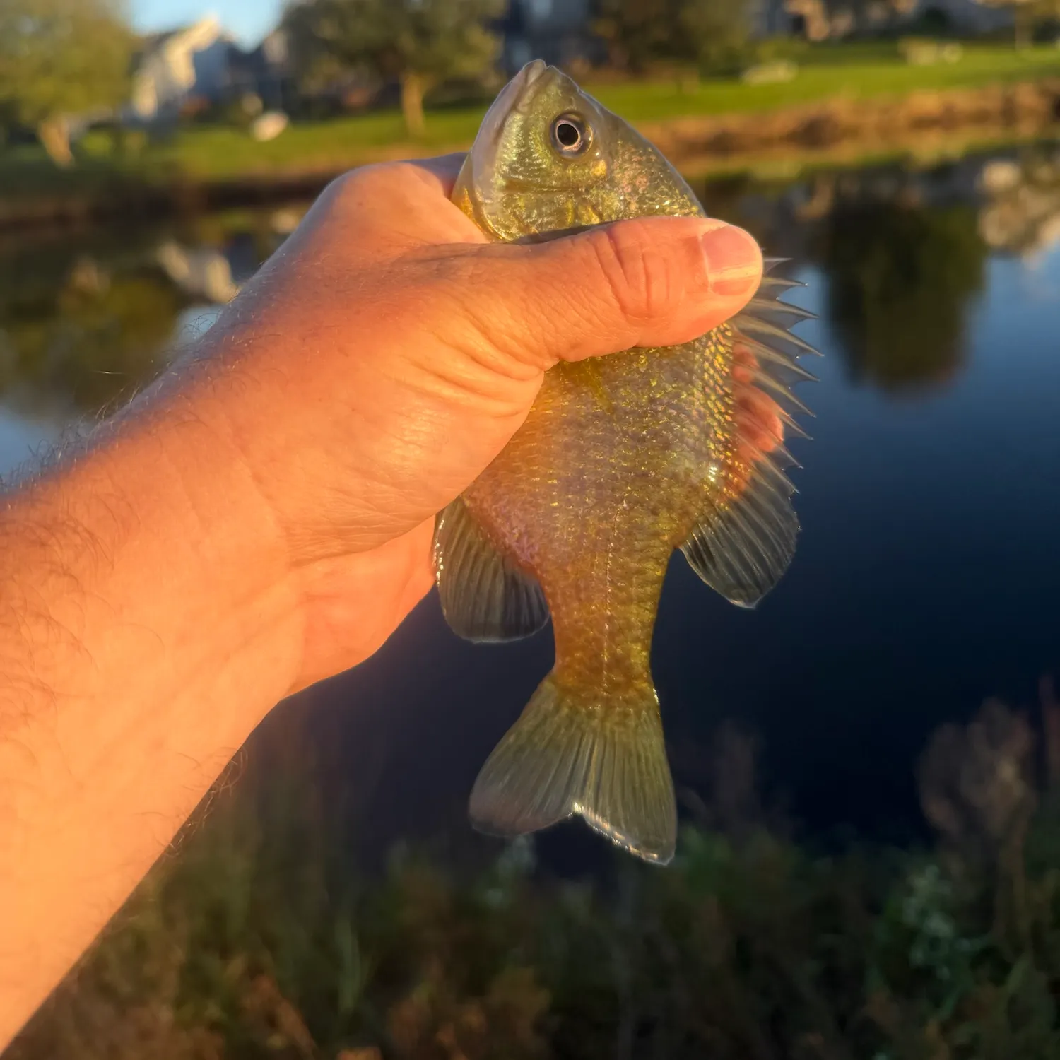 Bluegill caught on Fishbrain