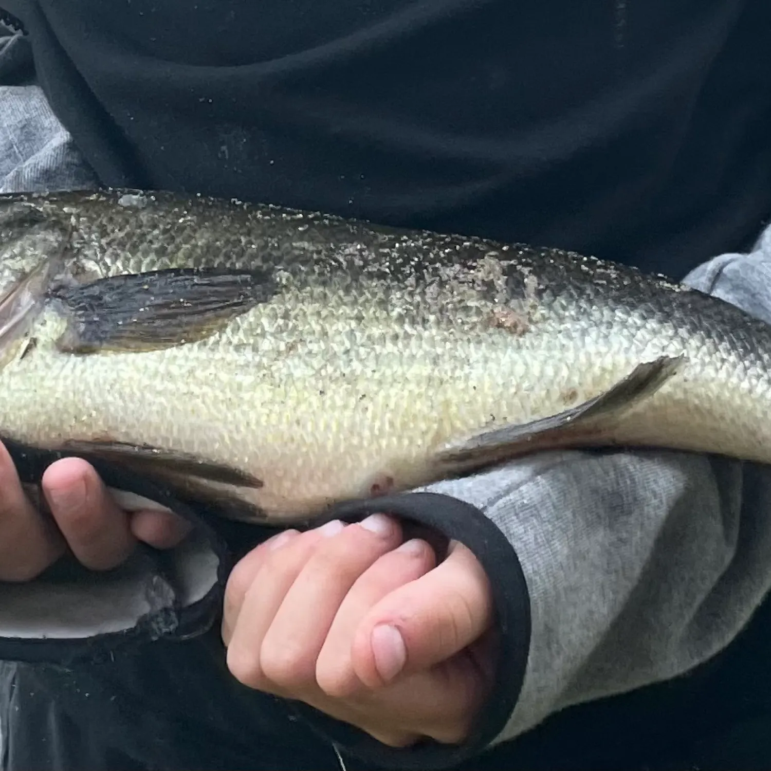 ᐅ Spurr River fishing reports🎣• Three Lakes, MI (United States) fishing