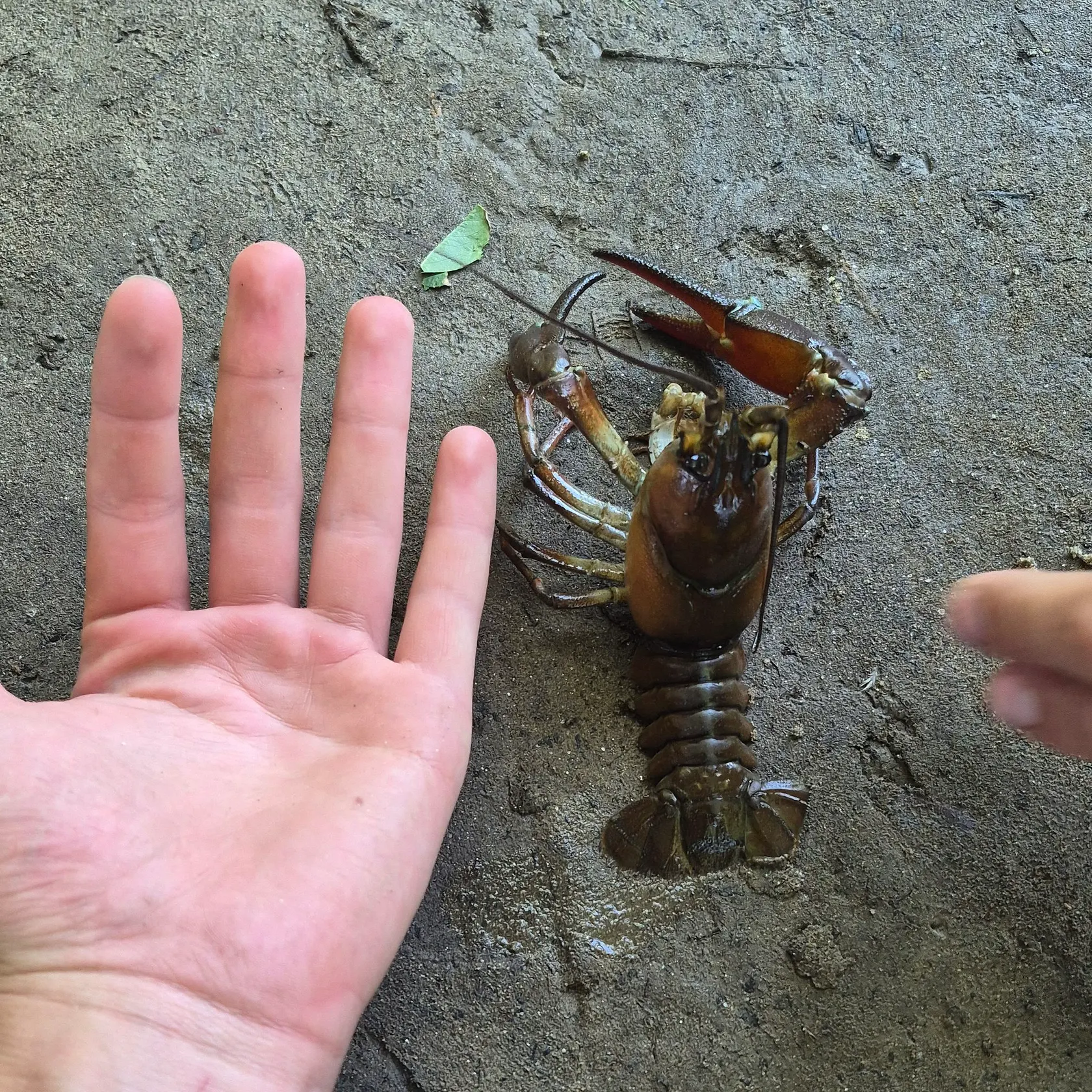 The most recent Virile crayfish catches on Fishbrain