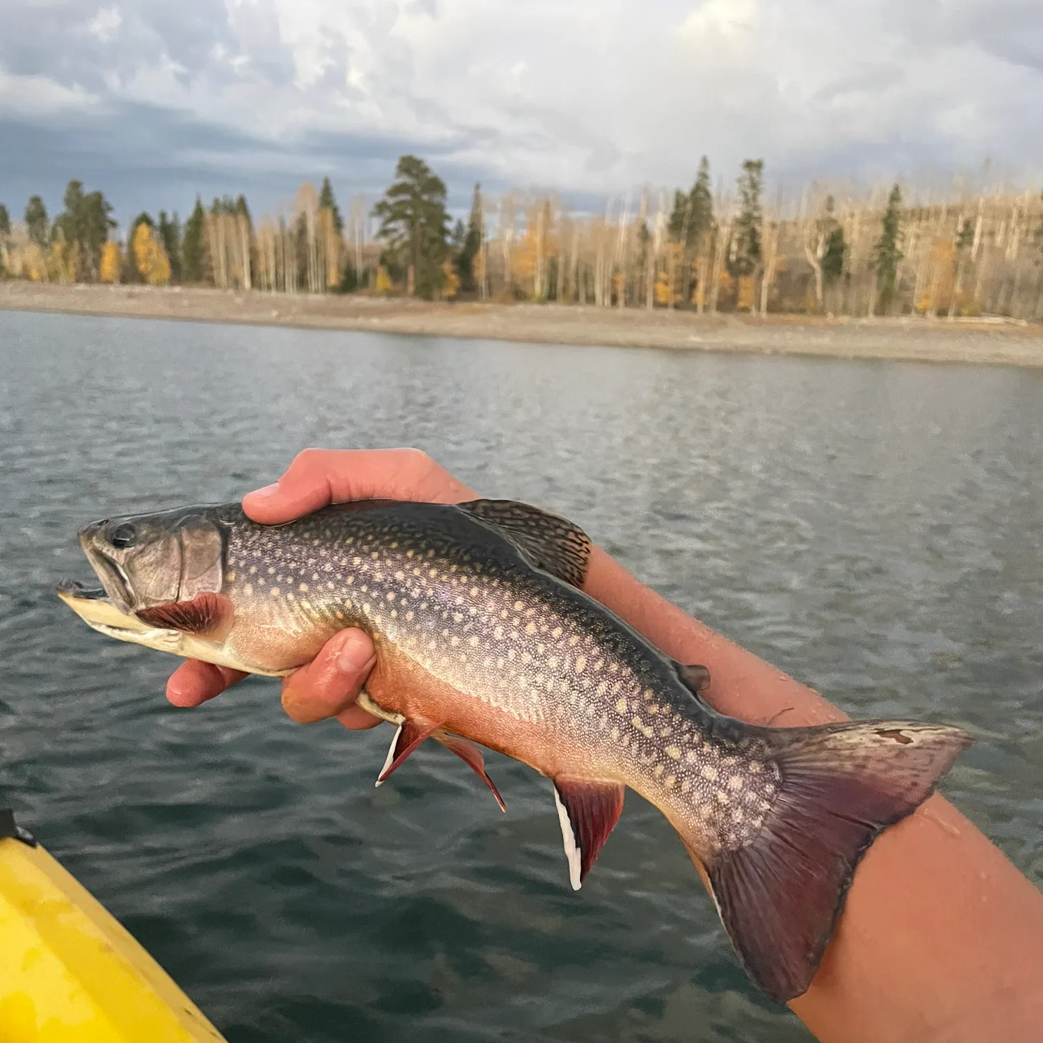 Brook trout caught on Fishbrain
