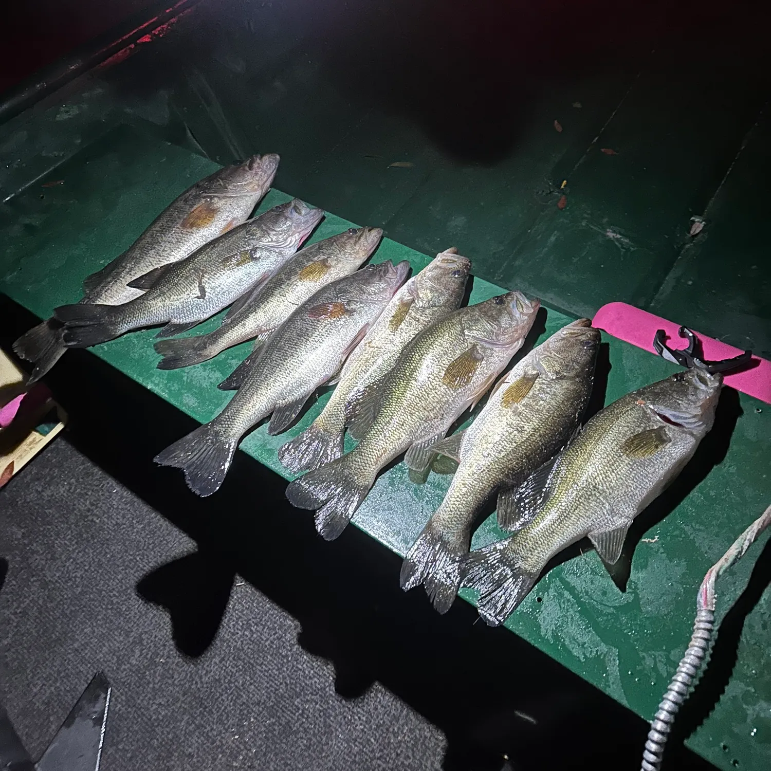 recently logged catches