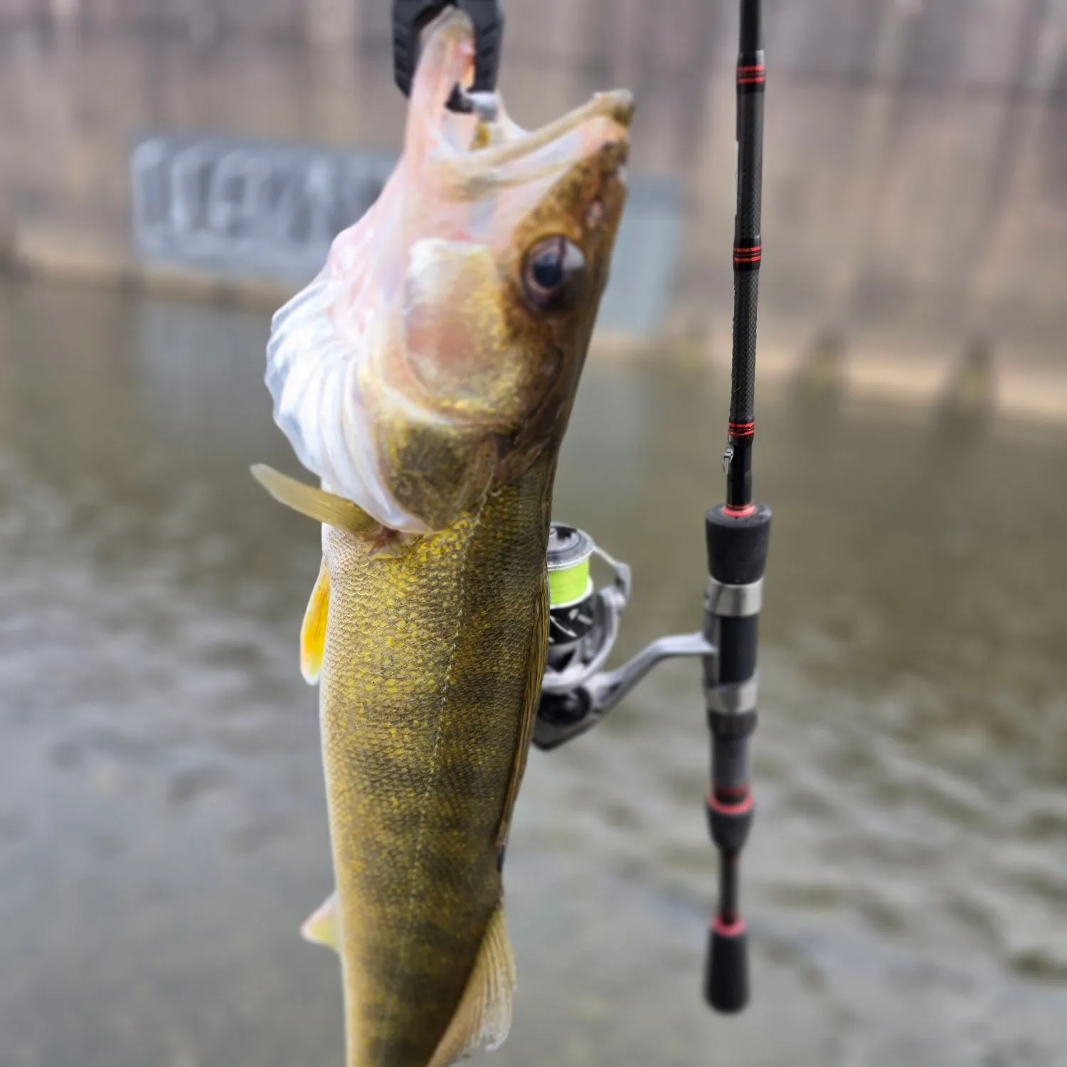 Walleye caught on Fishbrain