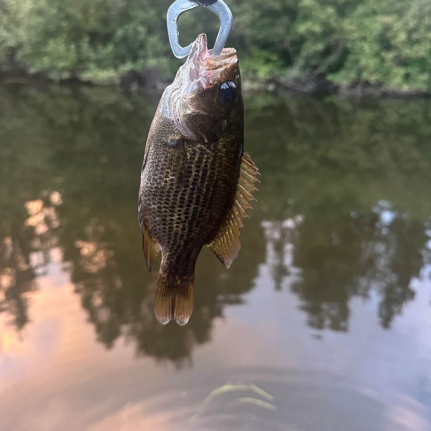 Rock bass caught on Fishbrain
