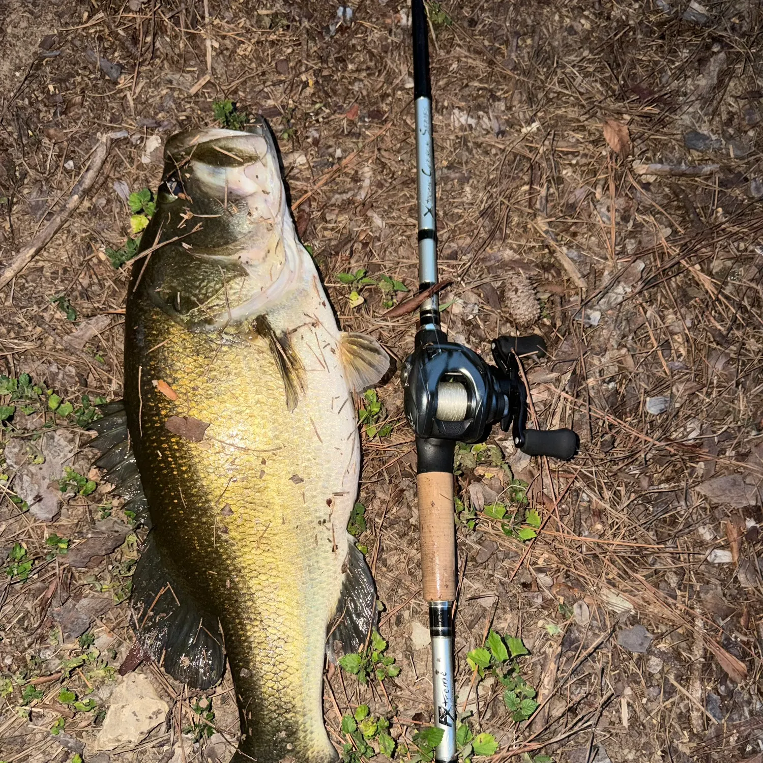 Largemouth bass caught on Fishbrain