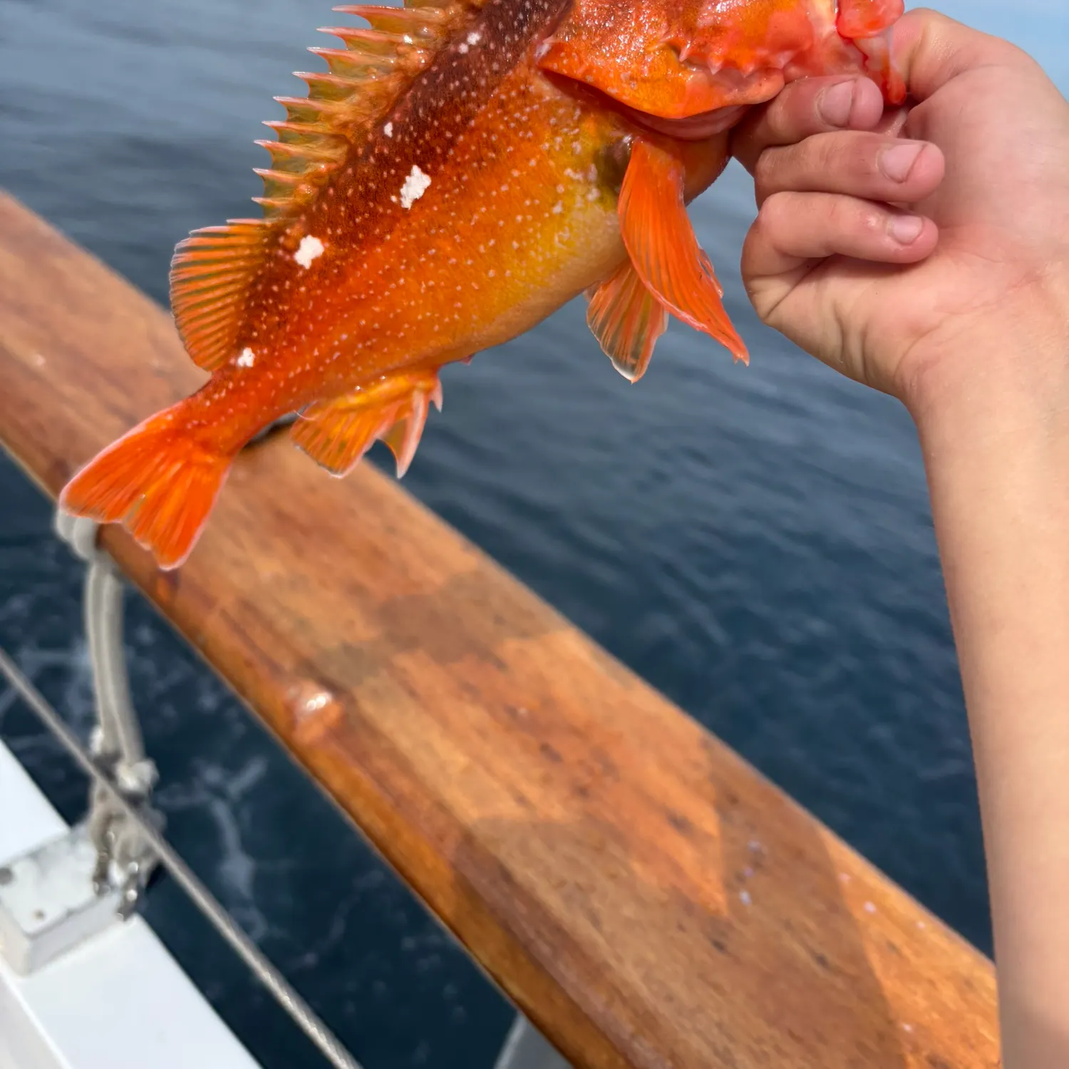 The most recent Starry rockfish catches on Fishbrain
