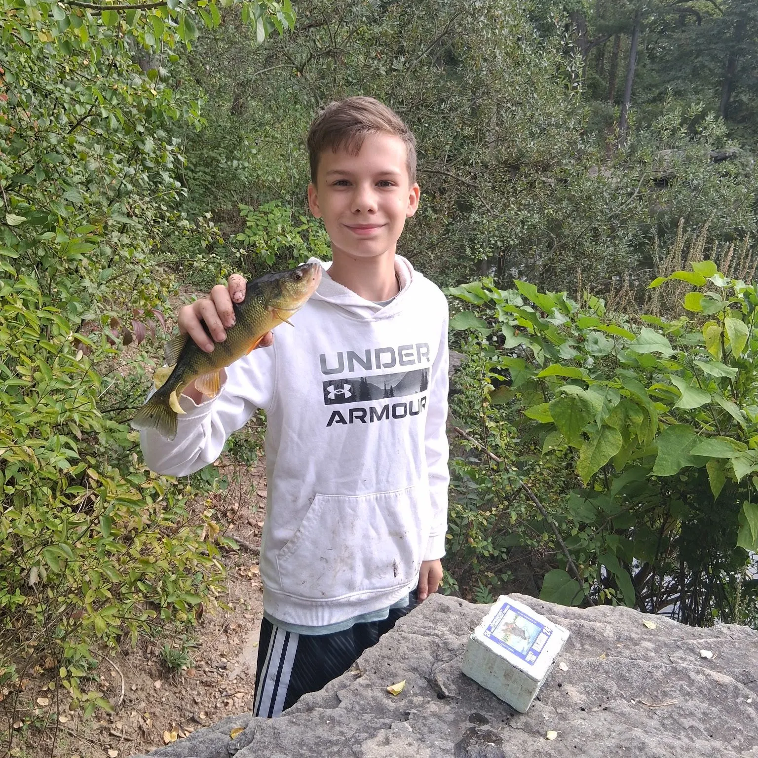 Yellow perch caught on Fishbrain