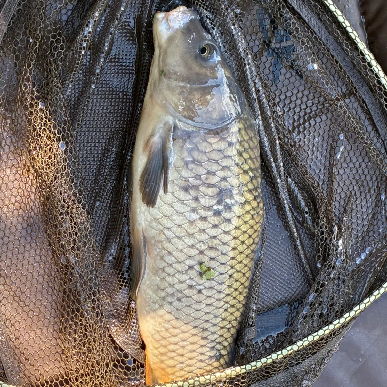 Common carp caught on Fishbrain