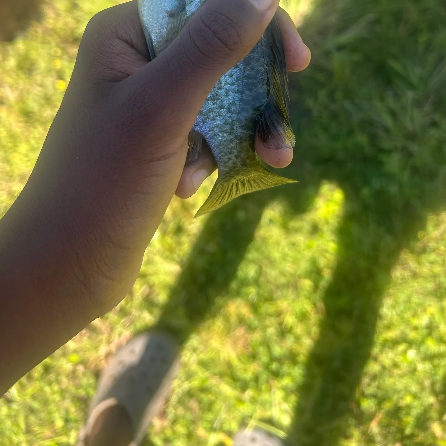 Redear x bluegill caught on Fishbrain