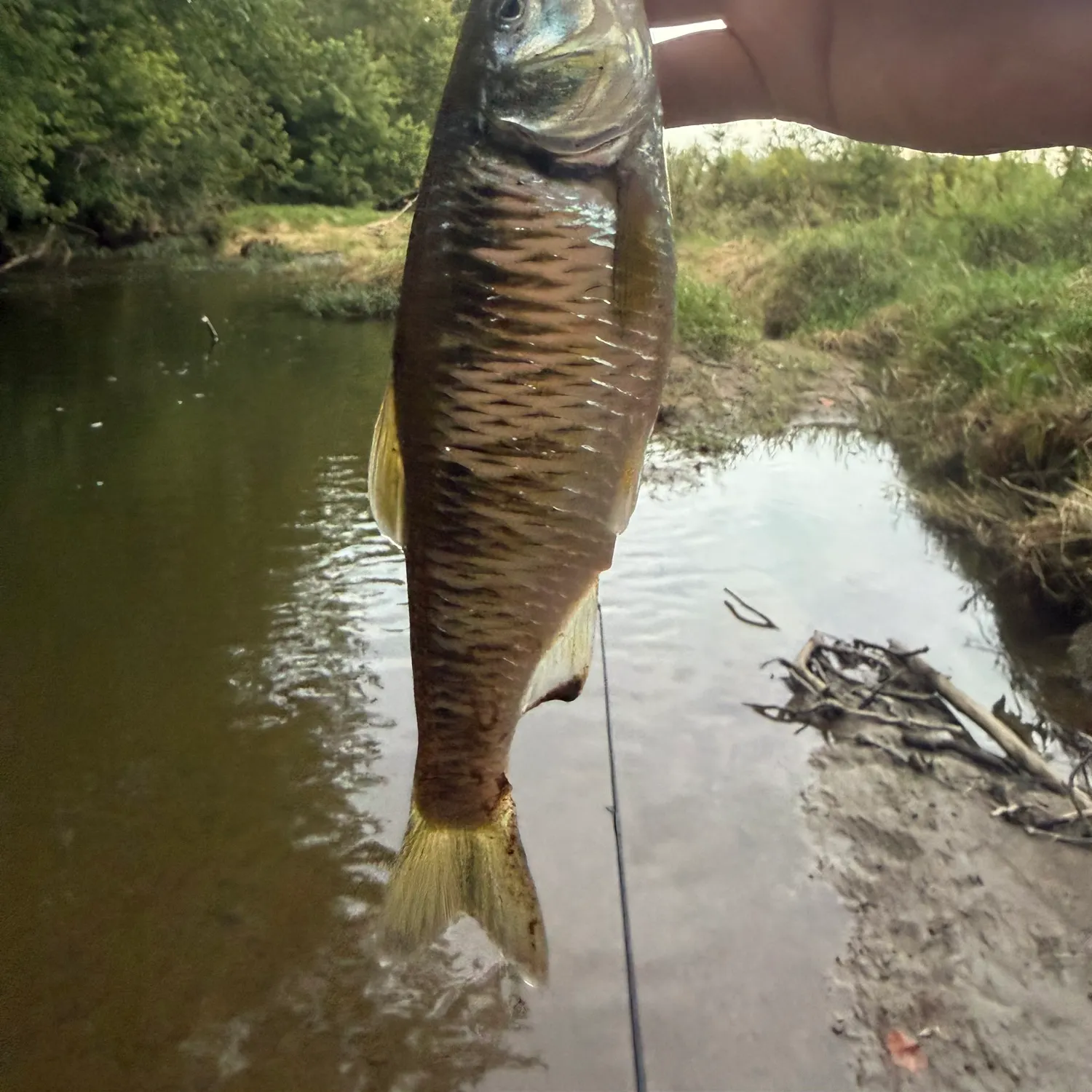 Common shiner caught on Fishbrain