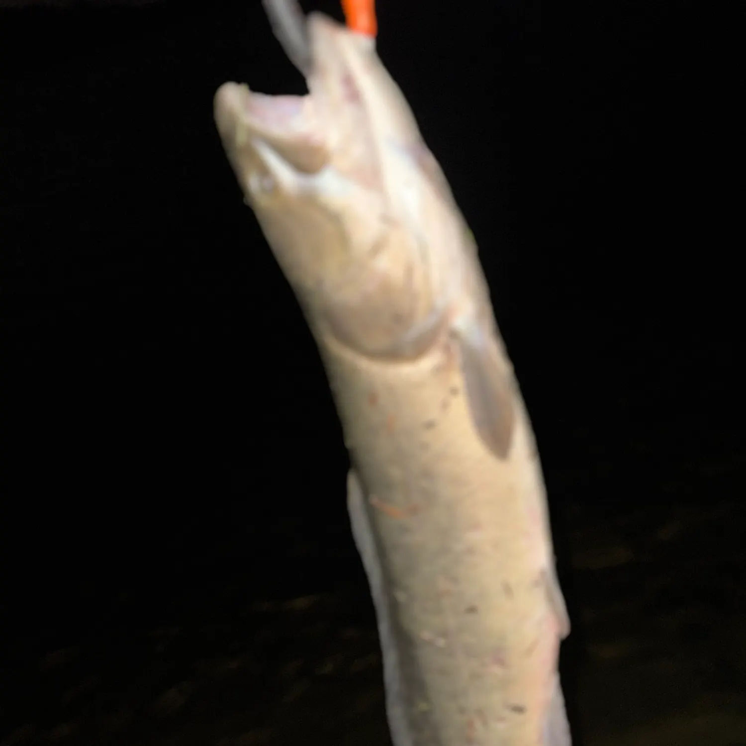 The most recent Eyetail bowfin catches on Fishbrain