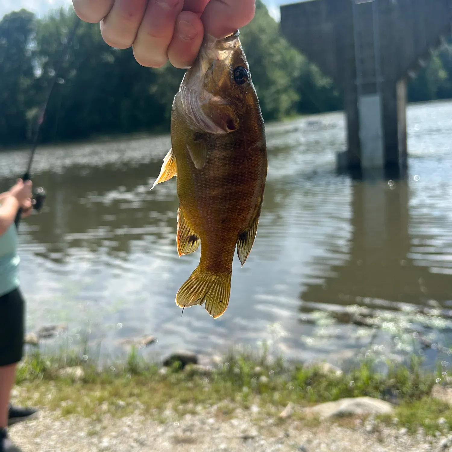 Green sunfish caught on Fishbrain