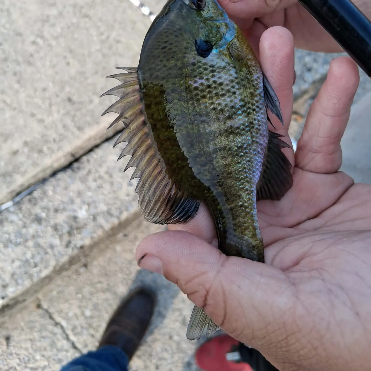 Bluegill caught on Fishbrain