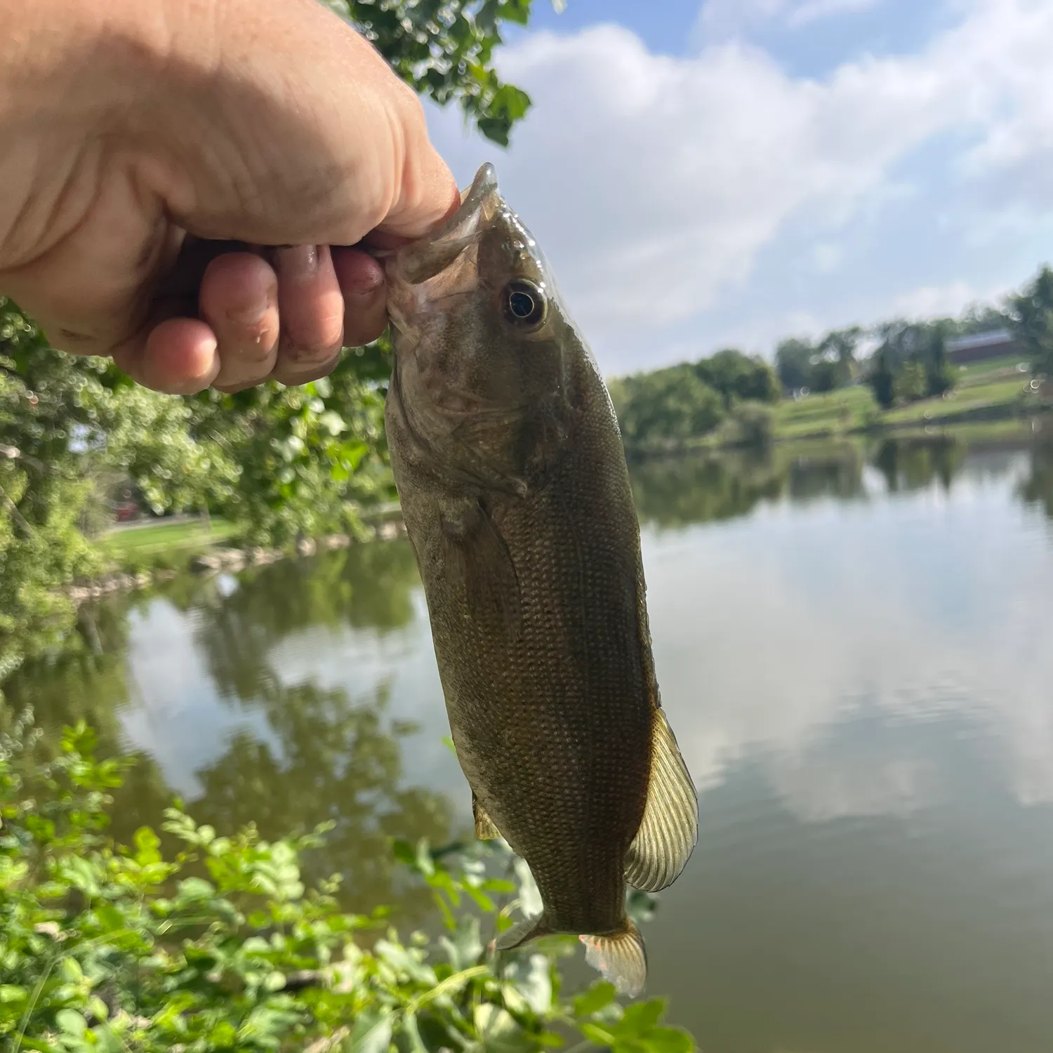 Smallmouth bass caught on Fishbrain