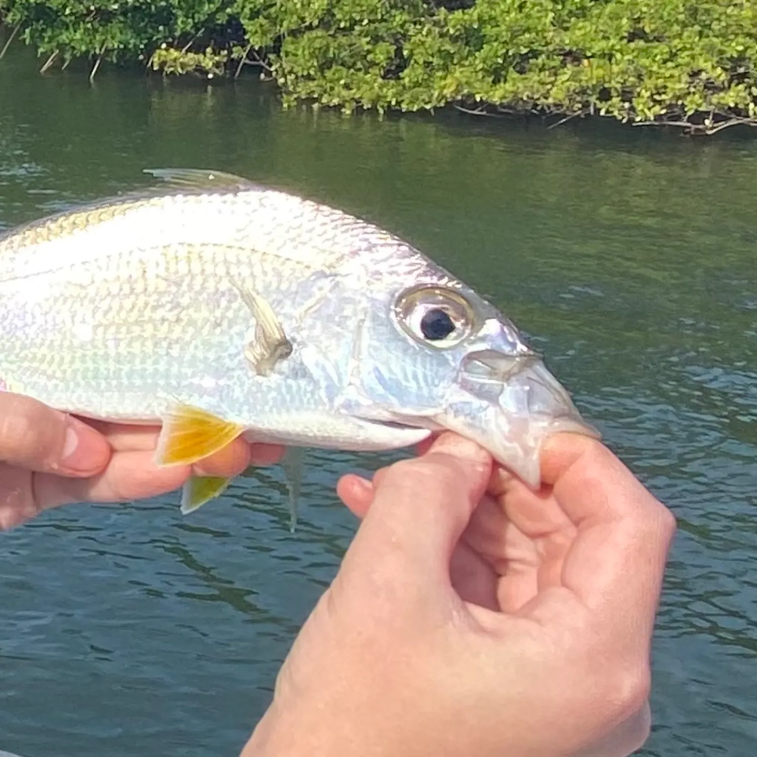 most liked catch image