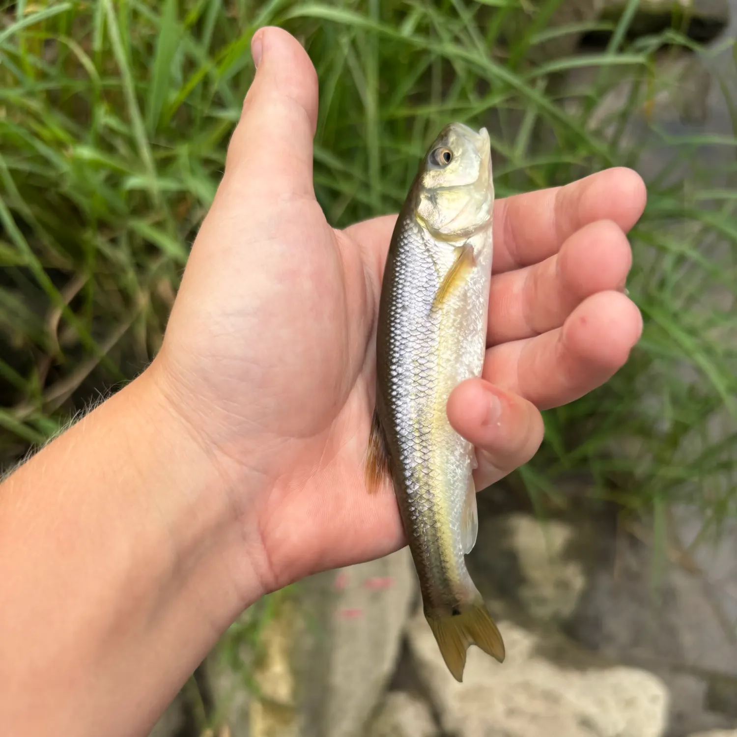 Creek chub caught on Fishbrain