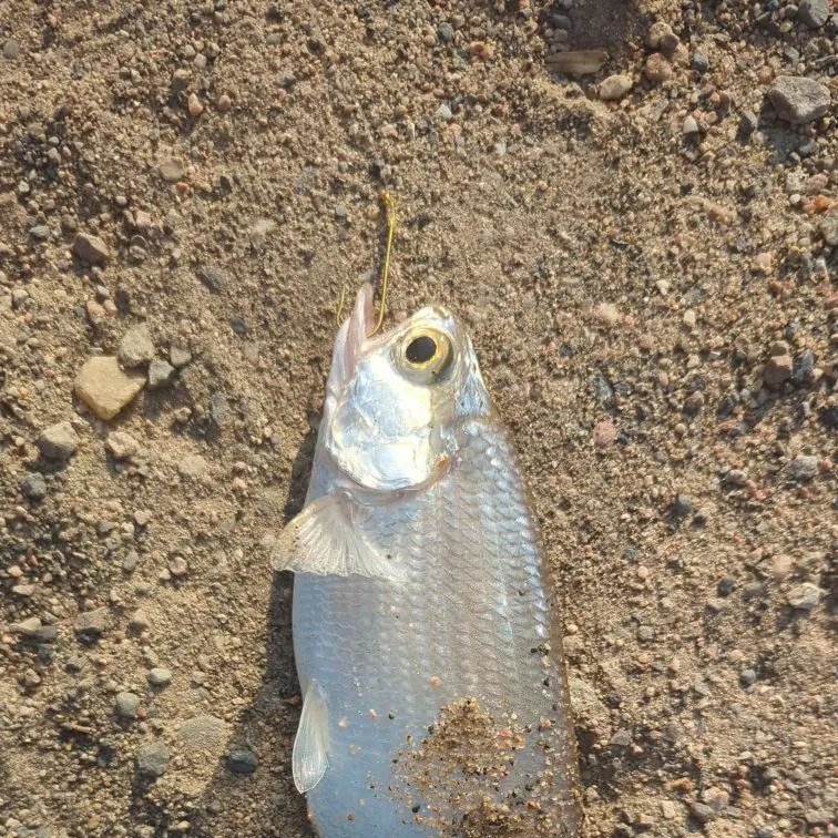 The most recent Goldeye catches on Fishbrain