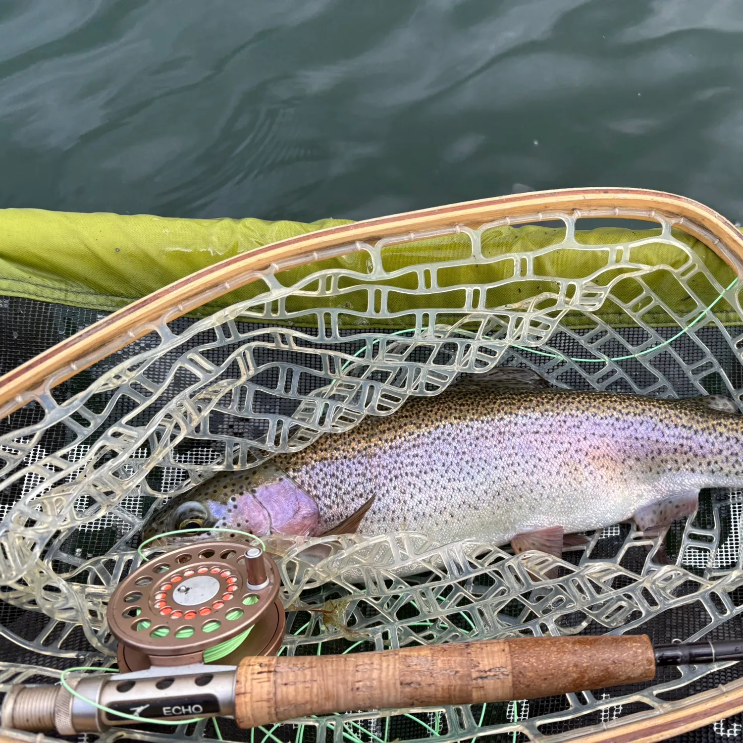 Rainbow trout caught on Fishbrain