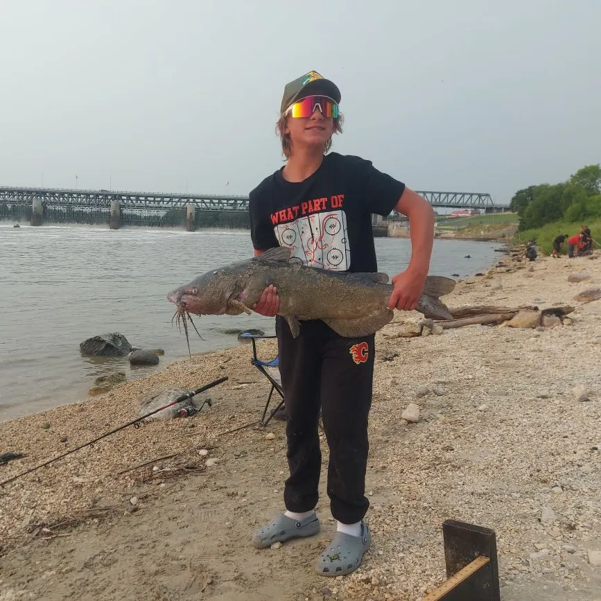 Channel catfish caught on Fishbrain