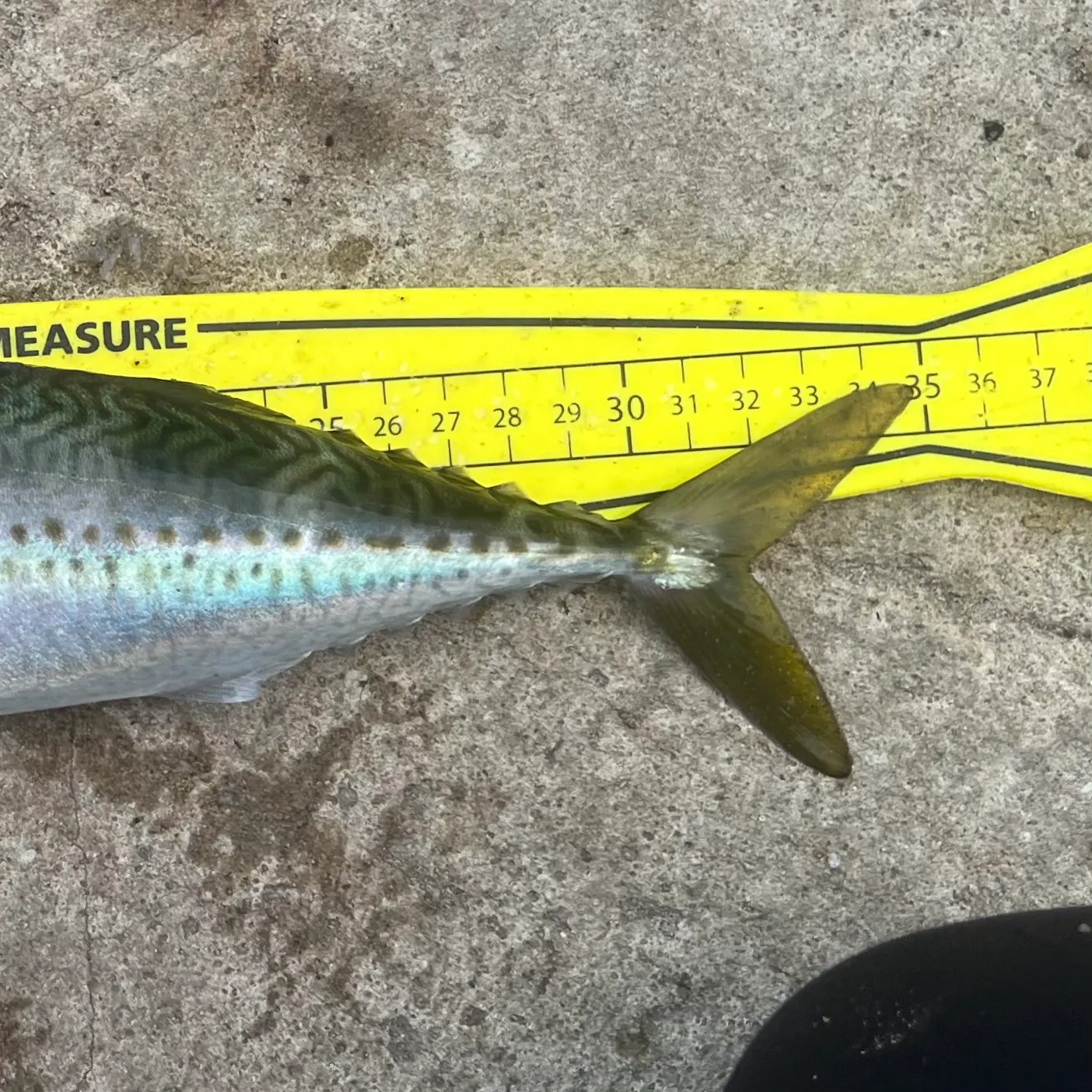 The most recent Blue mackerel catches on Fishbrain