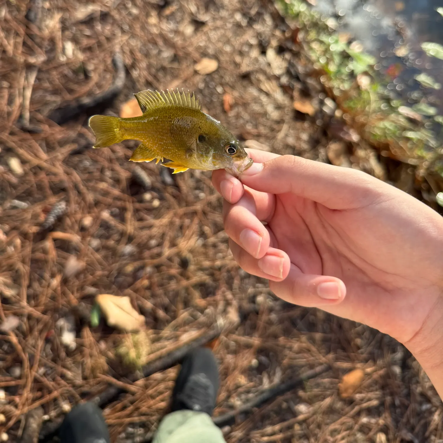 Green sunfish caught on Fishbrain