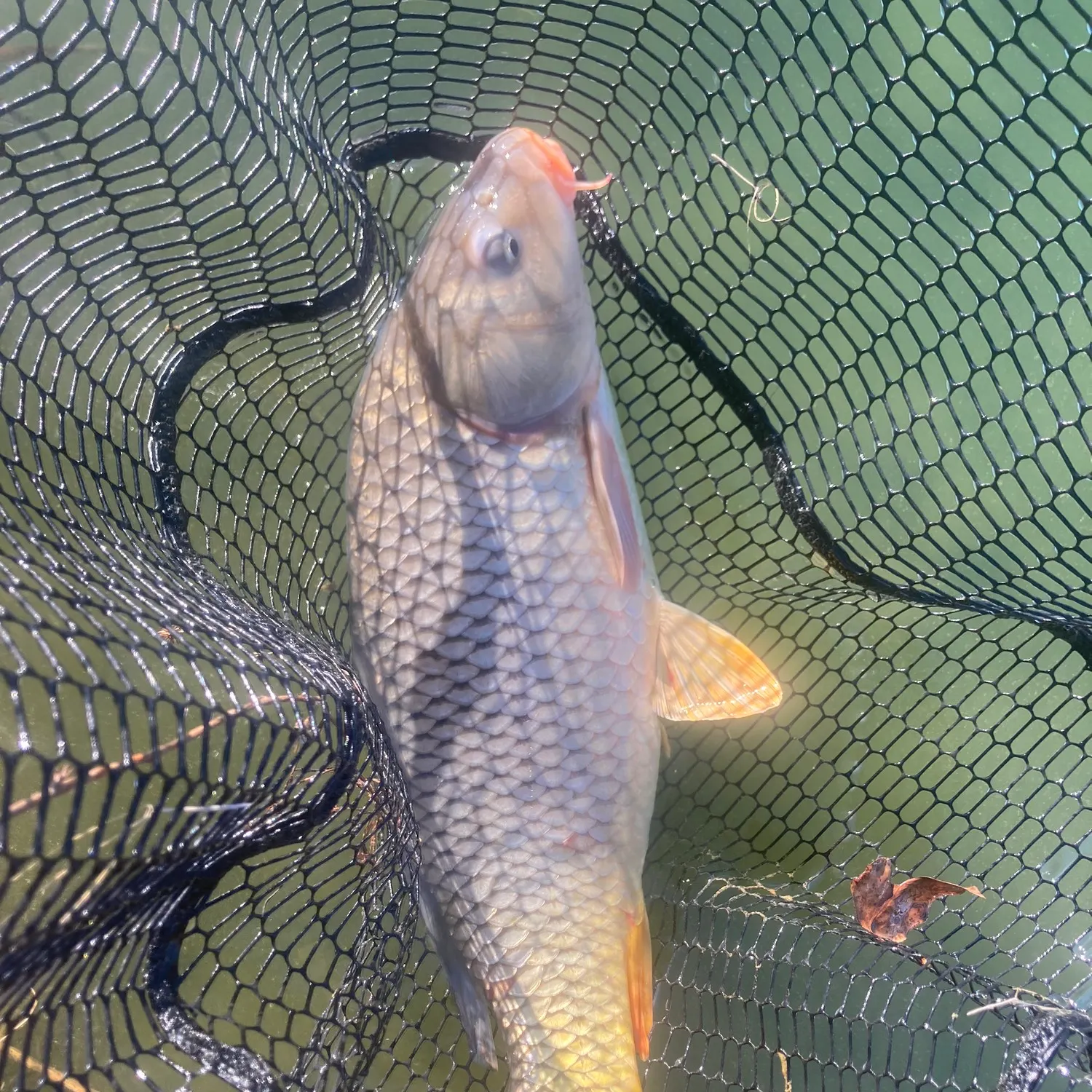 Common carp caught on Fishbrain