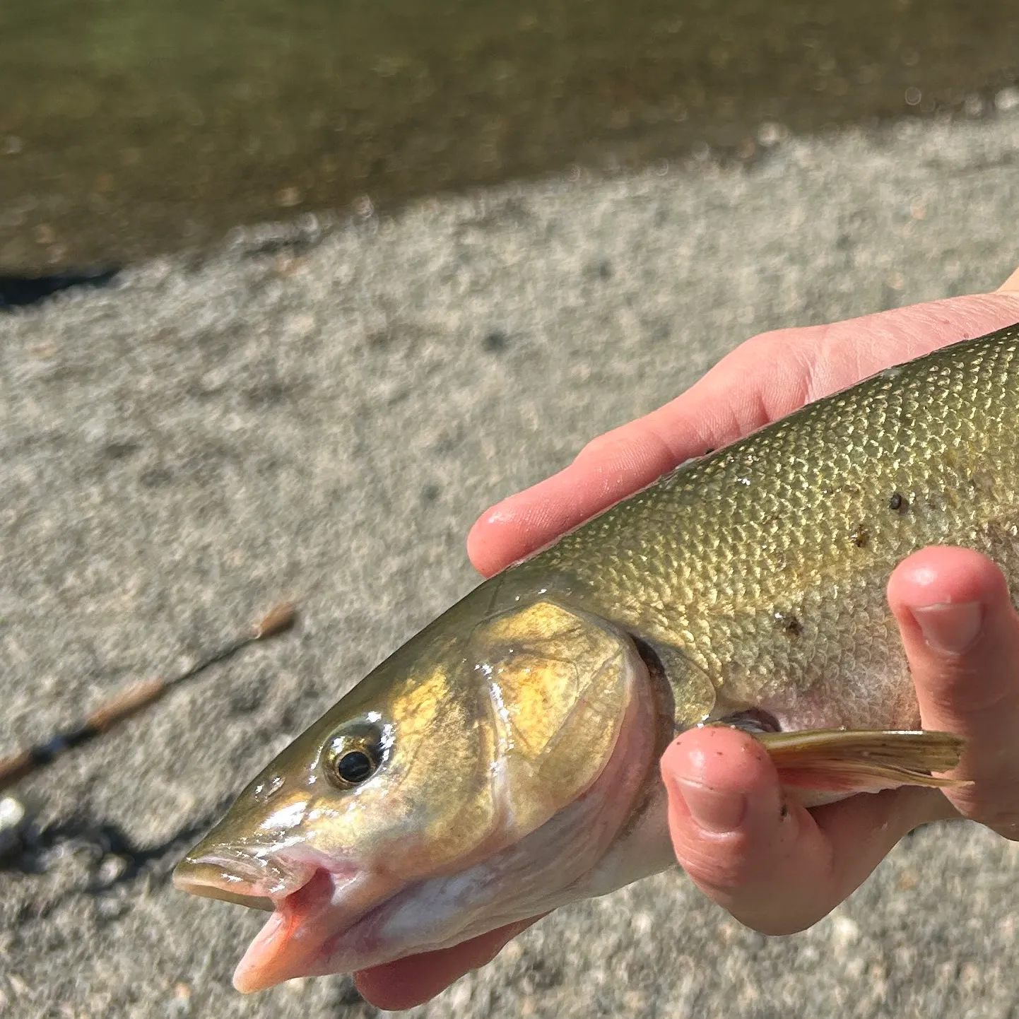 The most recent Hardhead minnow catches on Fishbrain