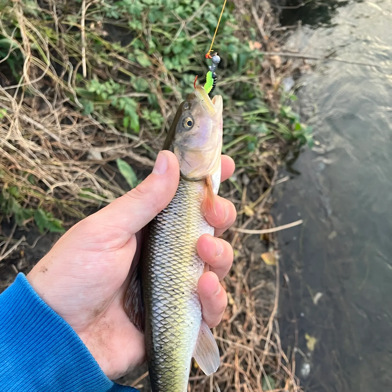 Creek chub caught on Fishbrain