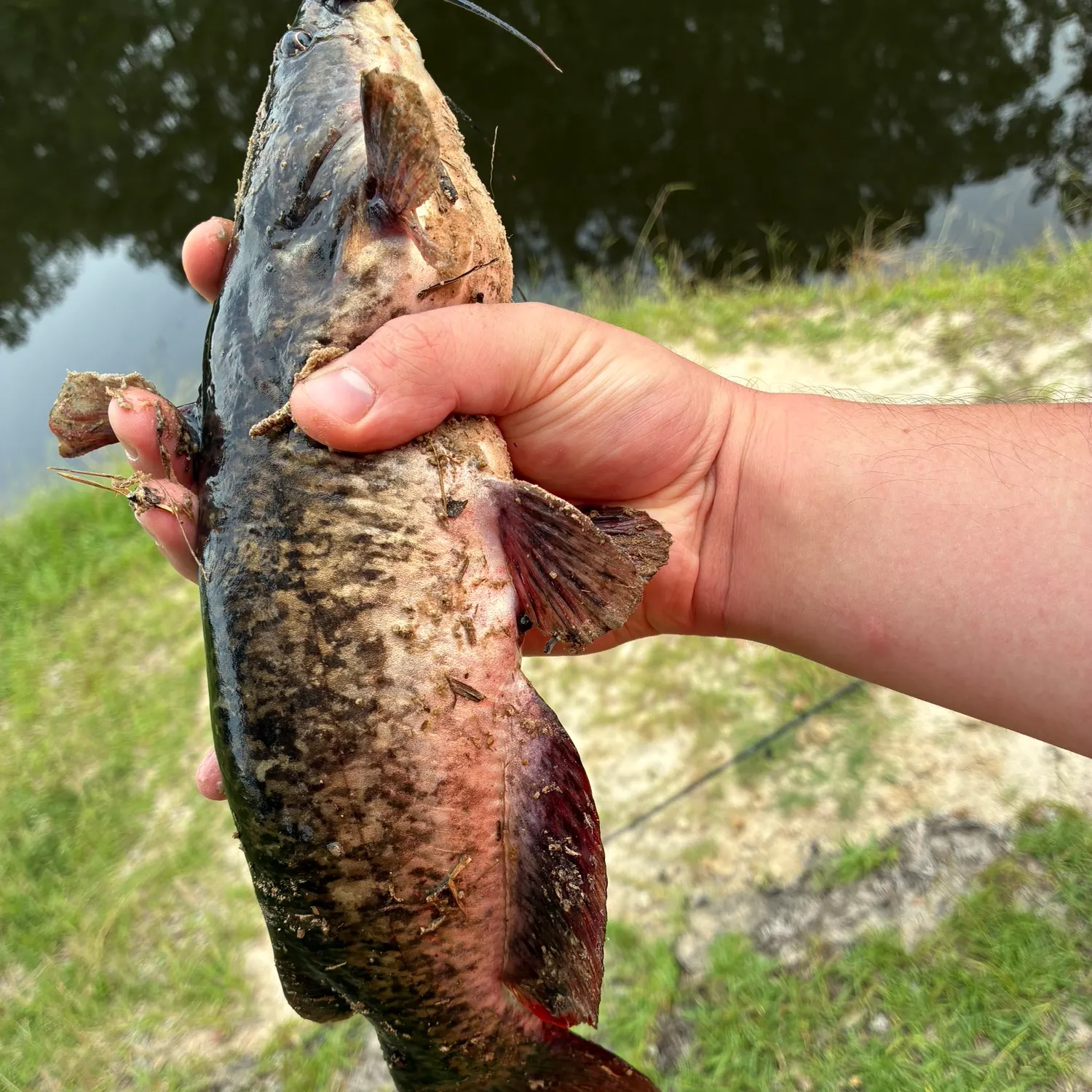 Brown bullhead caught on Fishbrain
