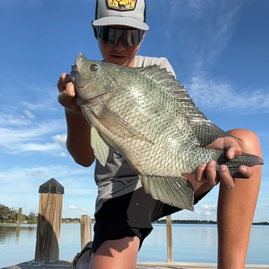 The most recent Blue tilapia catches on Fishbrain