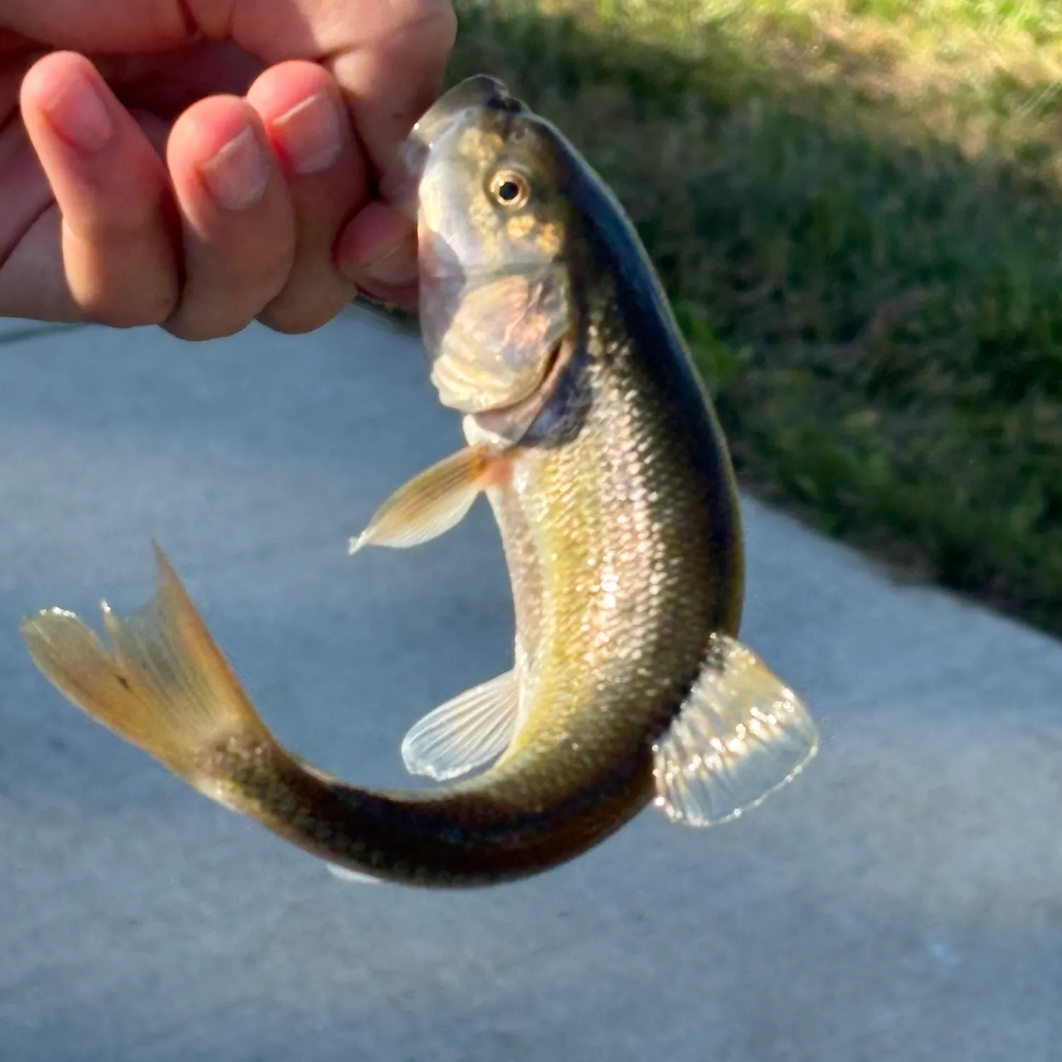 Creek chub caught on Fishbrain