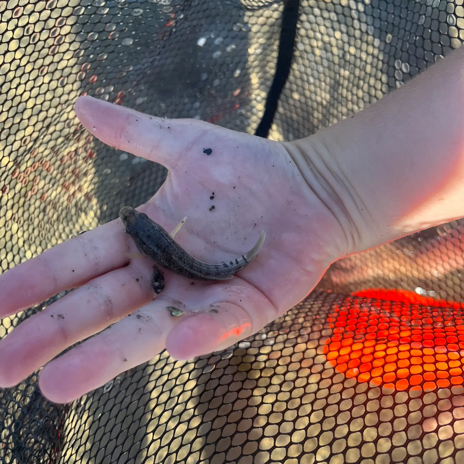 The most recent Striped killifish catches on Fishbrain