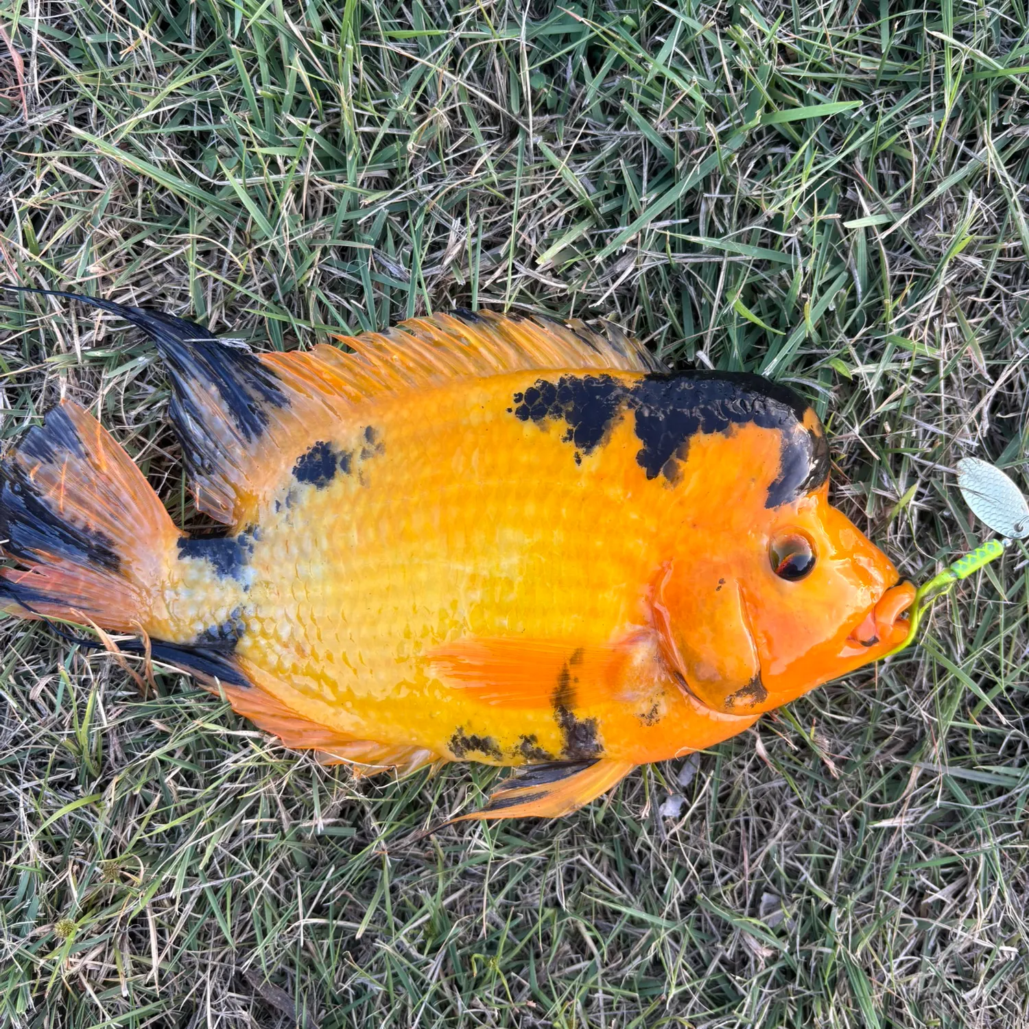 The most recent Red devil cichlid catches on Fishbrain