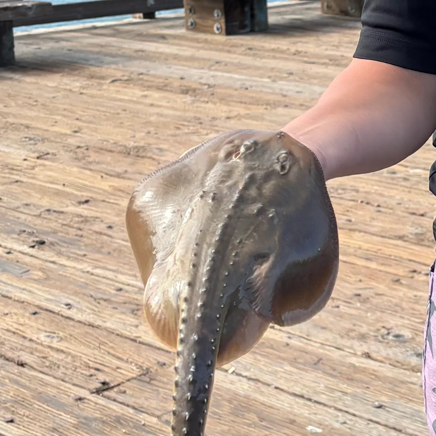 The most recent Thornback ray catches on Fishbrain