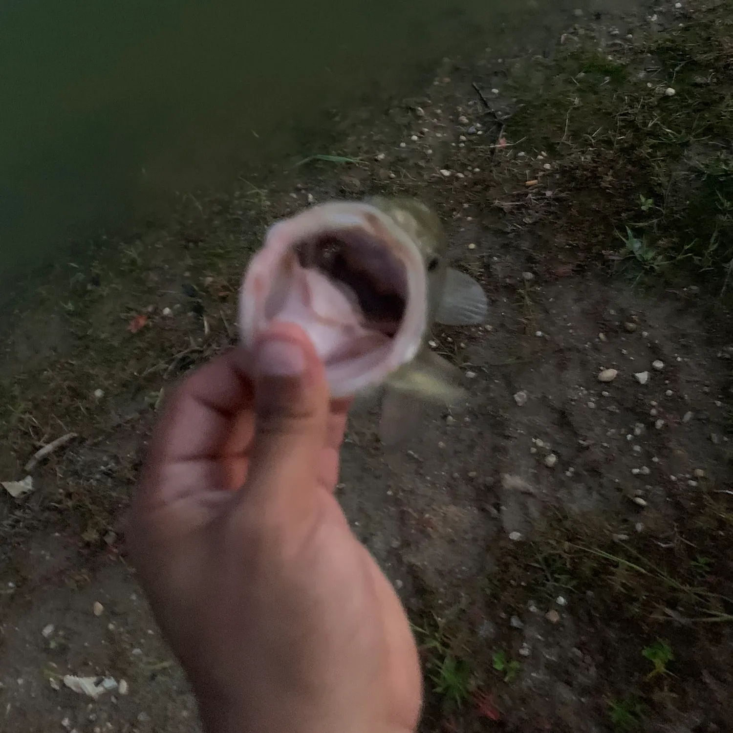 angler catch
