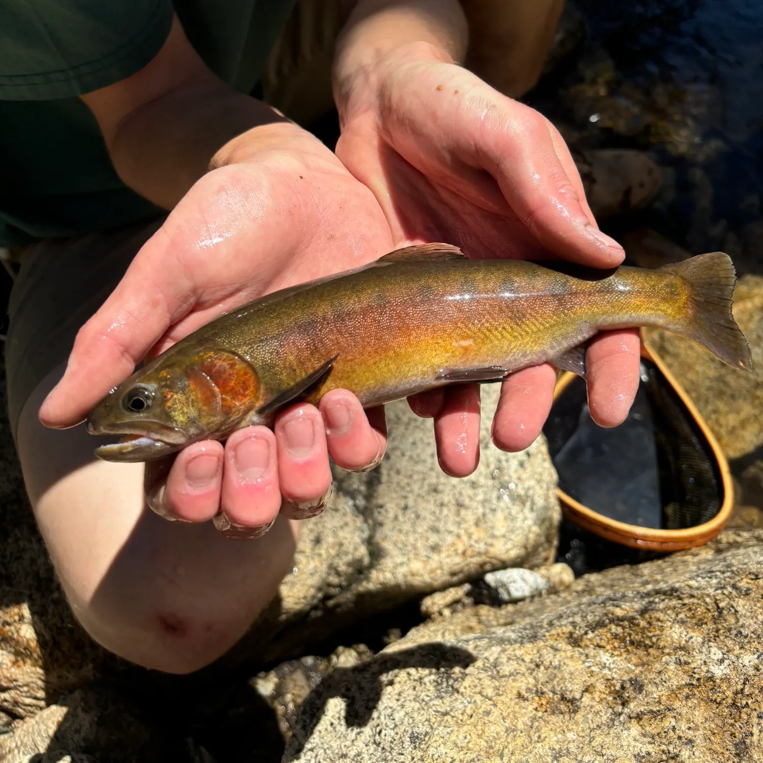 The most recent Paiute cutthroat trout catches on Fishbrain
