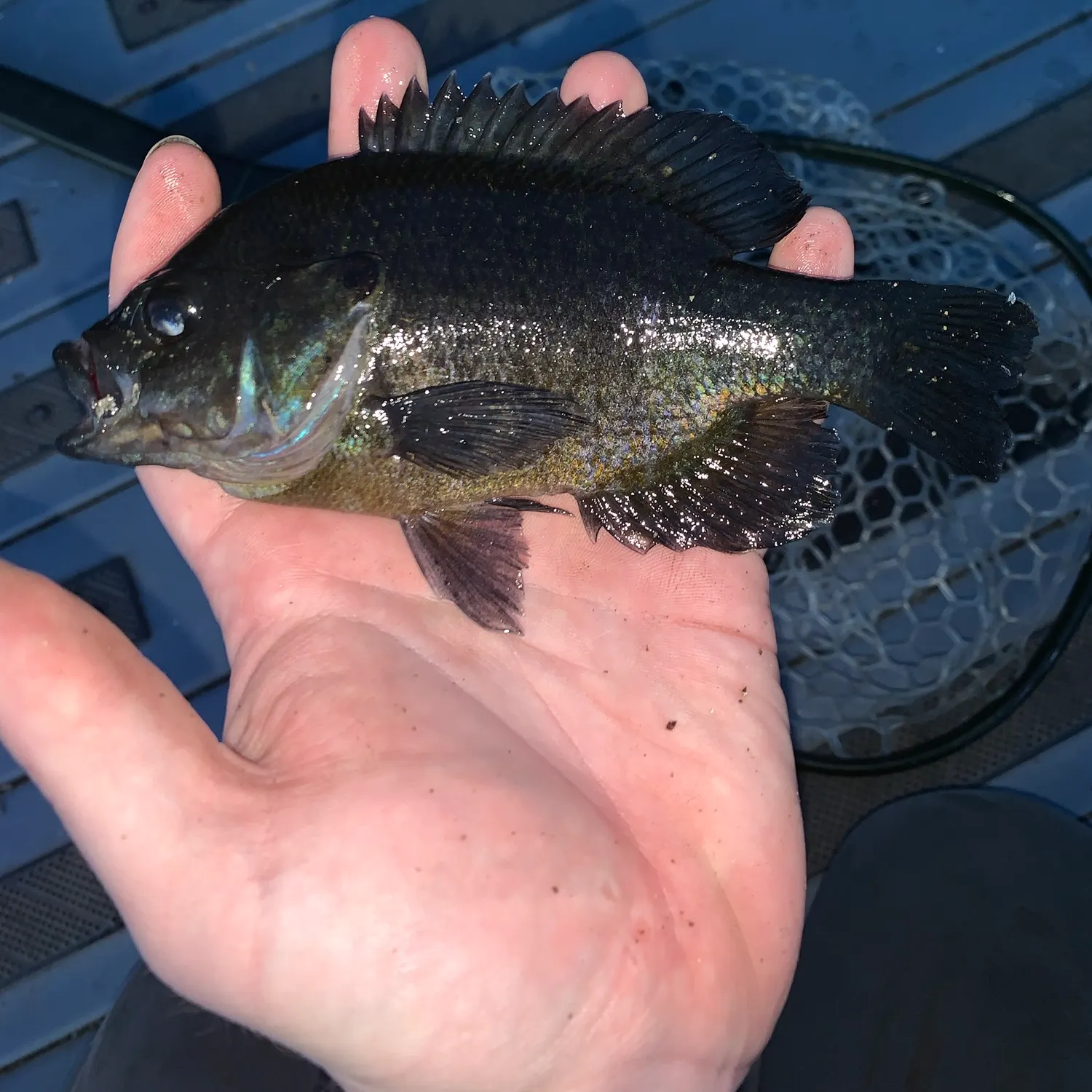 Greengill hybrid caught on Fishbrain