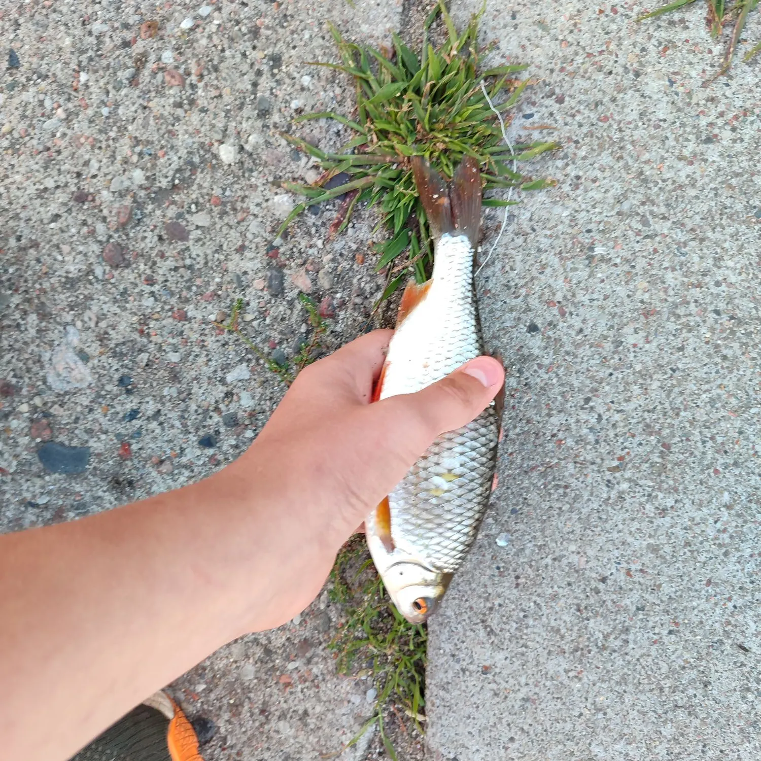 Common roach caught on Fishbrain