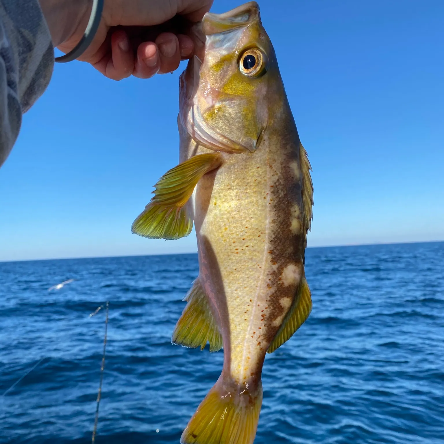The most recent Olive rockfish catches on Fishbrain