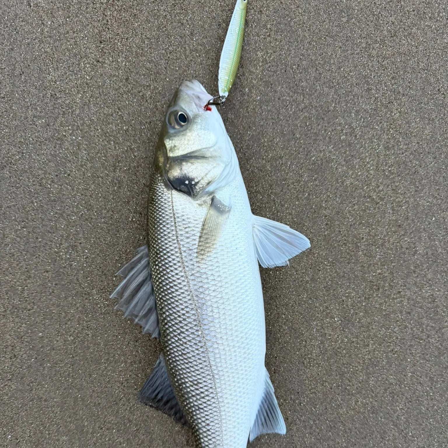European seabass caught on Fishbrain