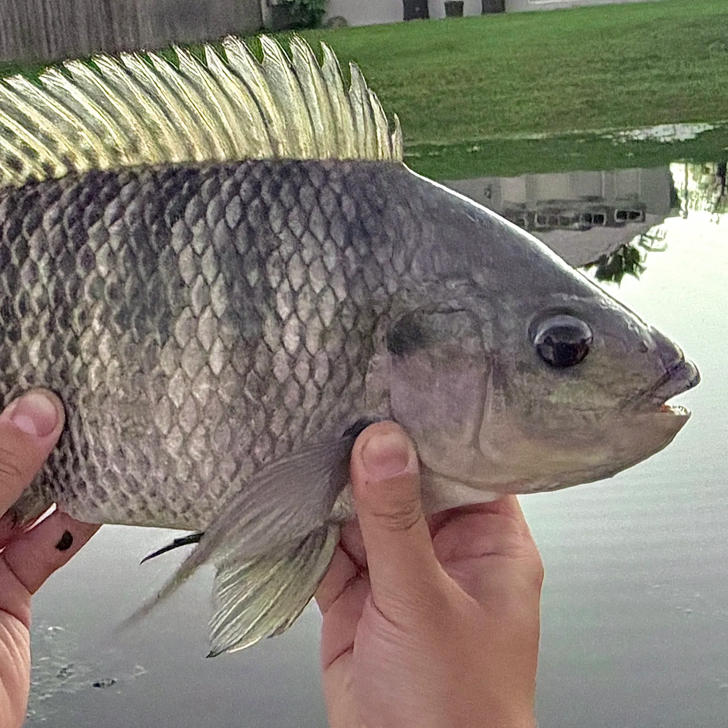 Nile tilapia caught on Fishbrain