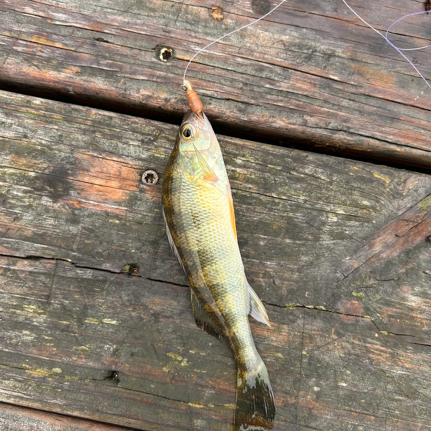 Yellow perch caught on Fishbrain