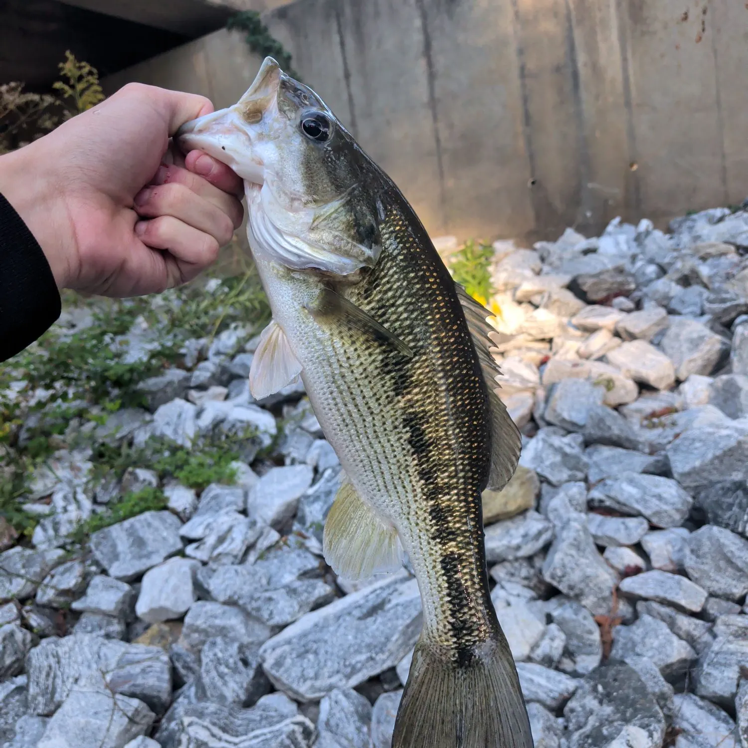 Spotted bass caught on Fishbrain