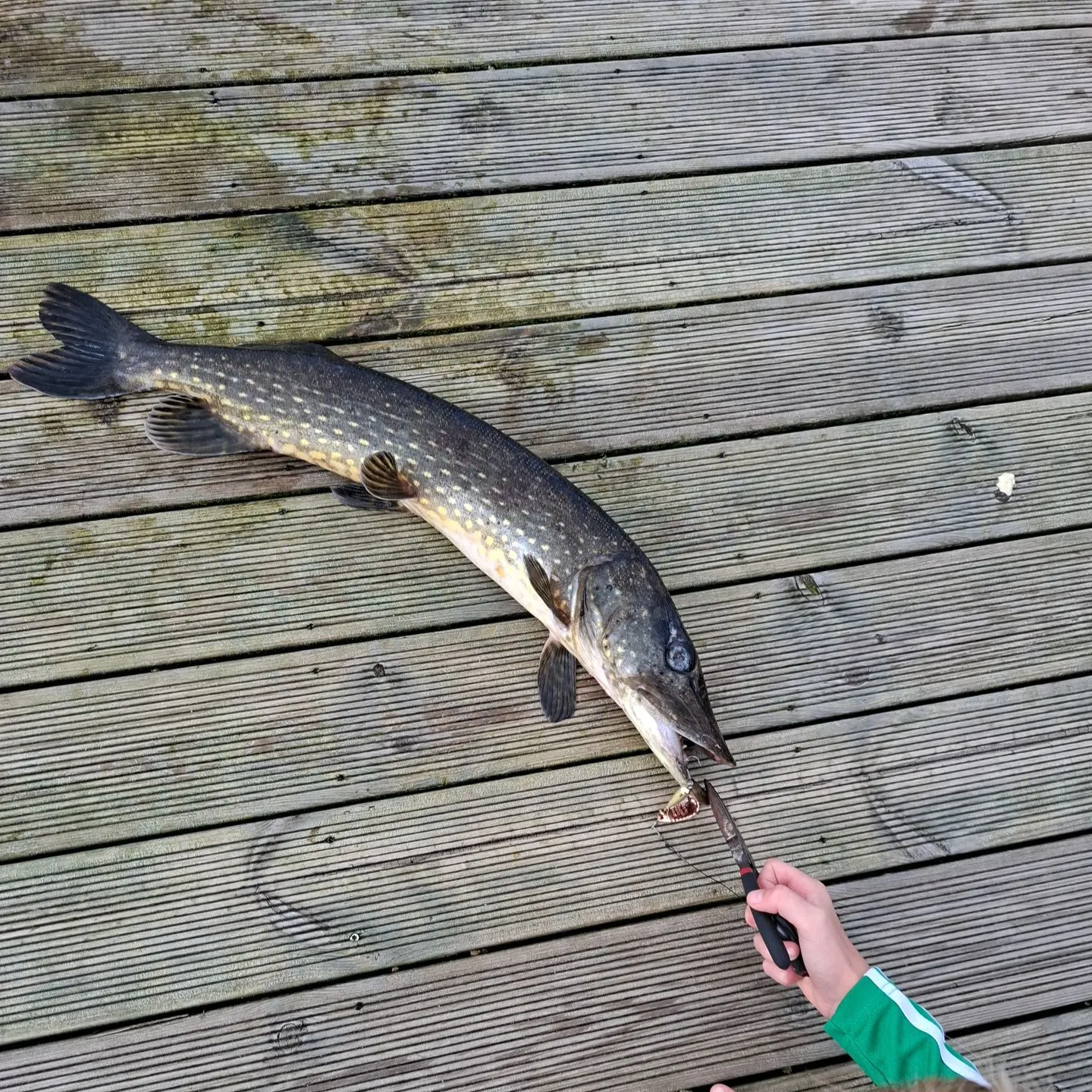 Northern pike caught on Fishbrain